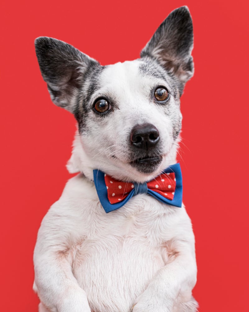 Guide to Small Dog Accessories