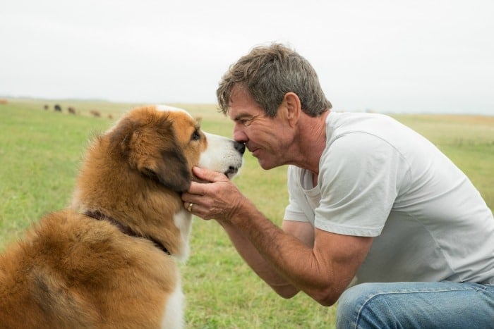 A Dogs Purpose