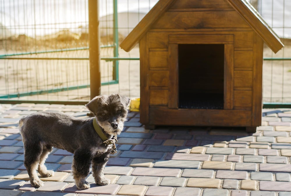 Beautiful black pooch dog near the booth on a sunny day house for an animal selective focus
