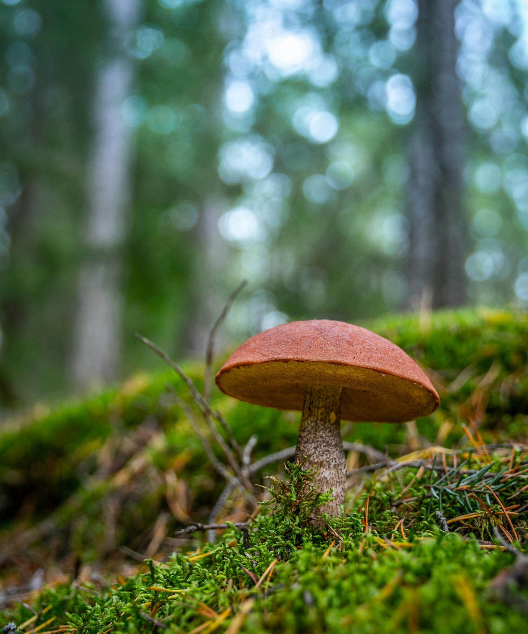 Close-up of a forest mushroom on a mossy floor showcasing nature's vibrant detail.