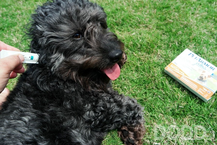 proactive about fleas