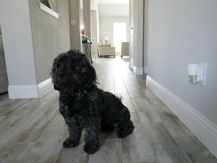 Febreze Plug High Traffic Area