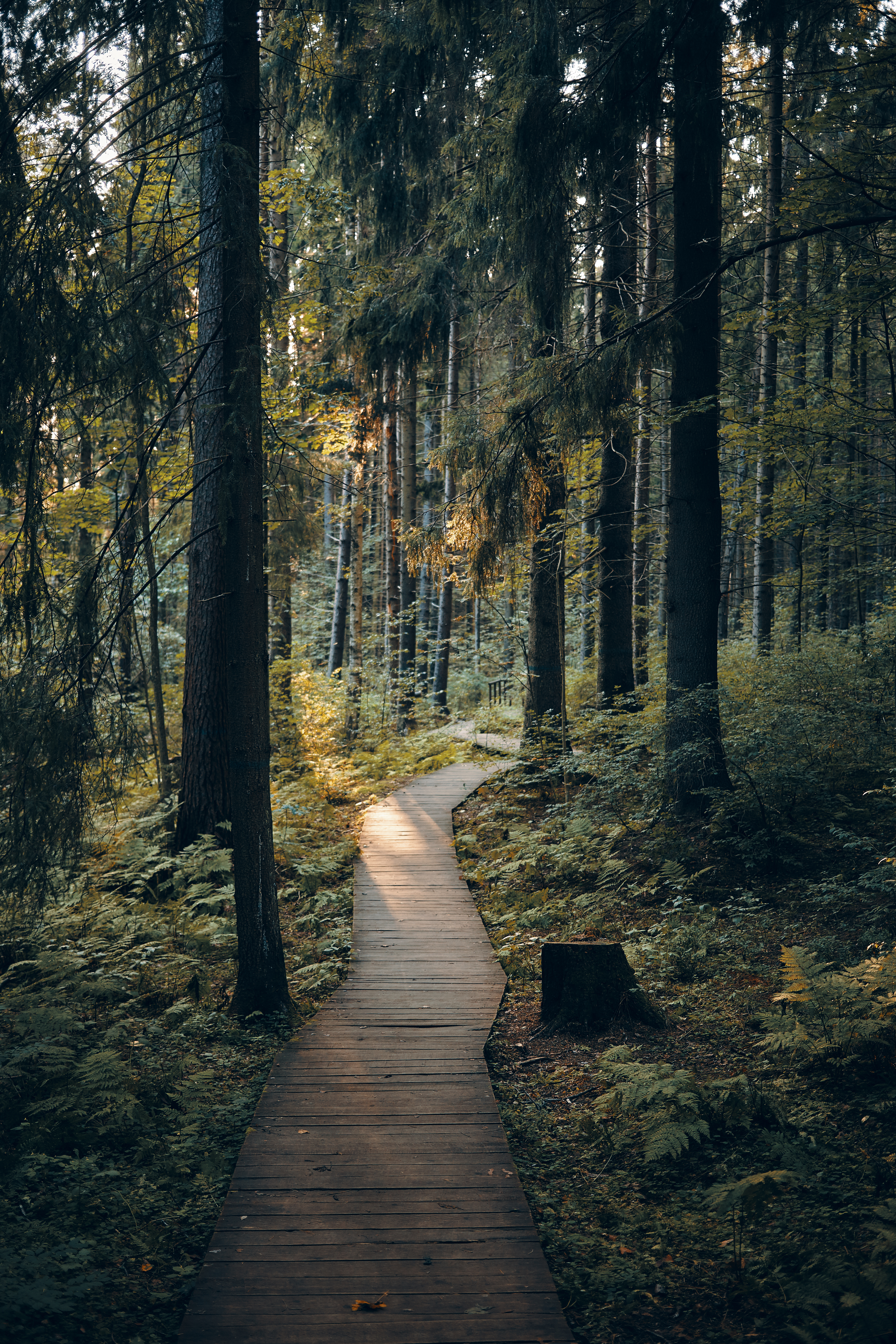 hiking path in the woods