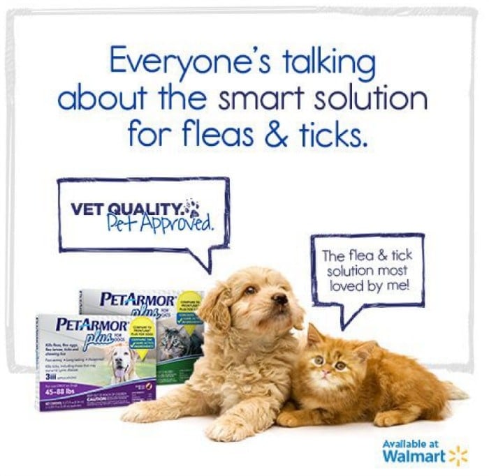 proactive about fleas proactive about fleas