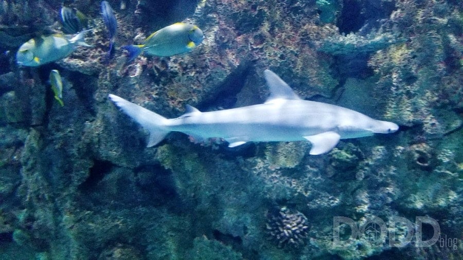 Shark Reef Aquarium