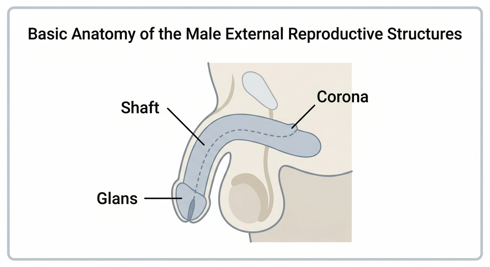 Labeled diagram showing penis anatomy including glans, corona, and shaft for educational purposes