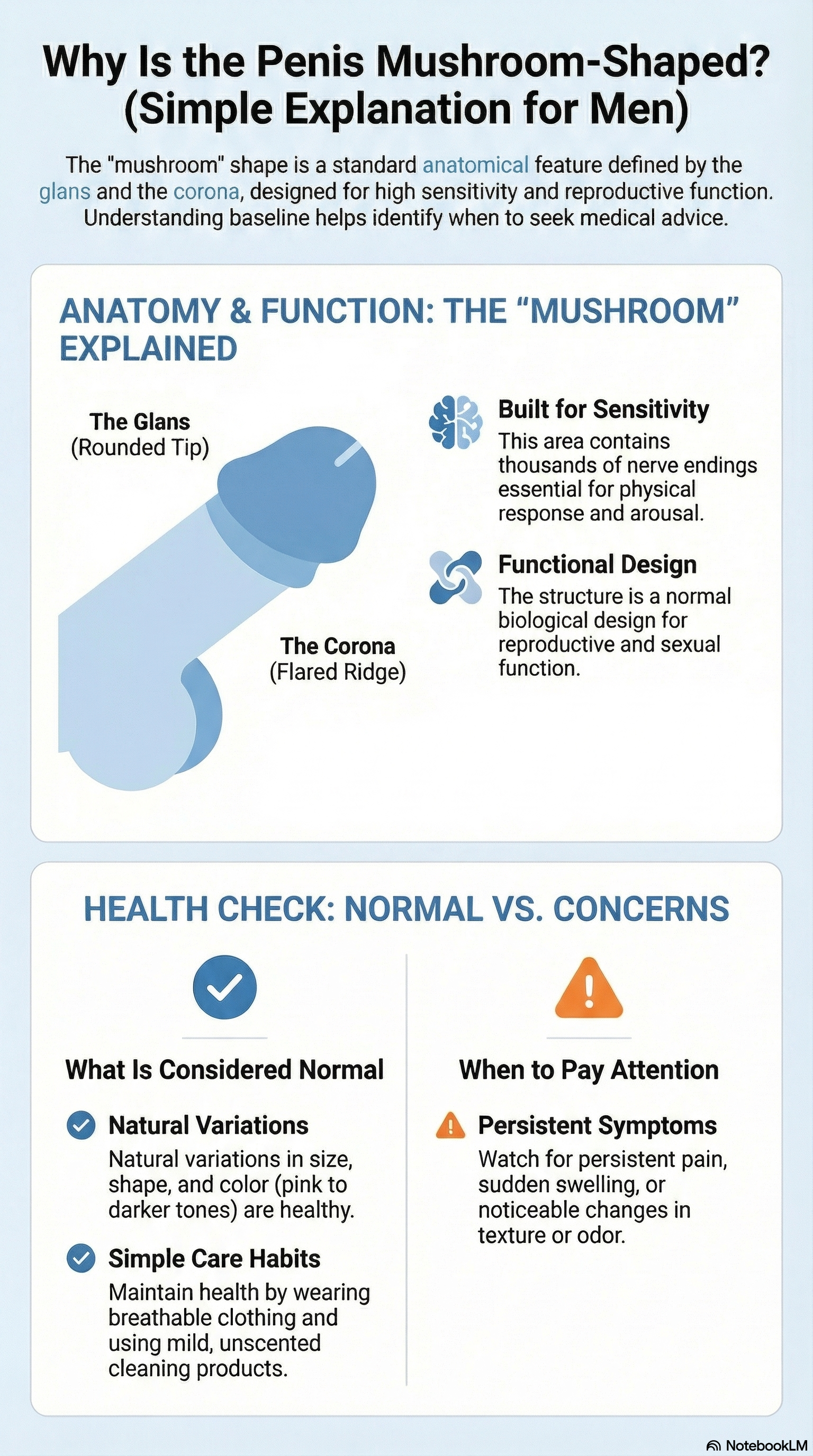 Infographic explaining why the penis is mushroom-shaped, including anatomy, function, and normal vs health concerns