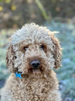 Why Mini Bernedoodles Can Be Great Companions for Children with Autism