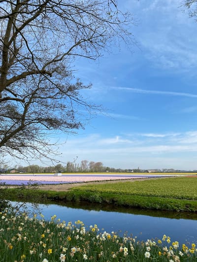 Best Things to Do in the Netherlands