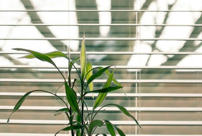 A green indoor plant with vibrant leaves against modern office window blinds.