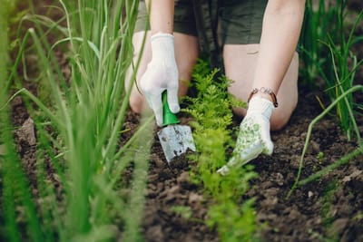 woman-works-garden