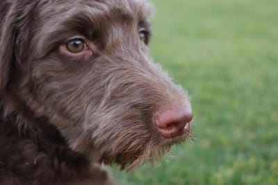 Charm of Mini Aussiedoodles: A Perfect Pet Companion