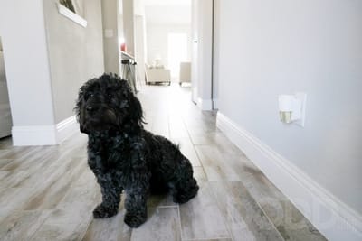 6 Things You Need to Buy Before You Get a Puppy