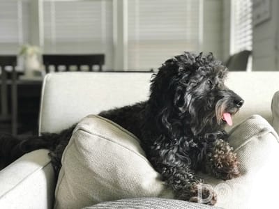 How to Choose the Right Pet for Your Family