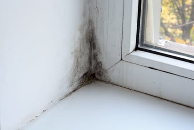 Mold on the window in the house