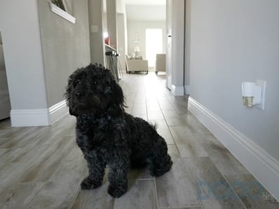 Febreze Plug High Traffic Area