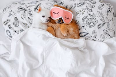 6 Tips To Find a Pet-Friendly Rental Home