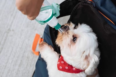 How to Keep Your Dog Hydrated