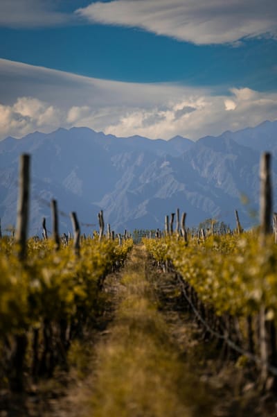 Vibrant vineyard rows stretching into distant mountains under a bright blue sky.