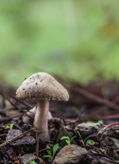 Mushroom growing in nature used as a visual metaphor for explaining the mushroom-shaped structure in male anatomy