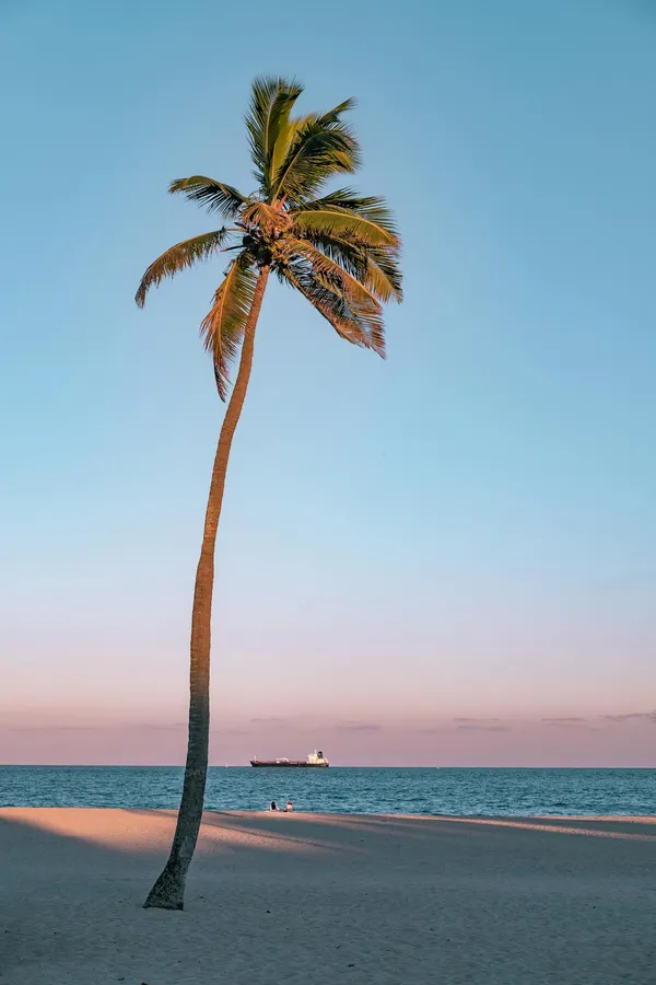 A serene beach scene with a lone palm tree at sunset in Fort Lauderdale, Florida.