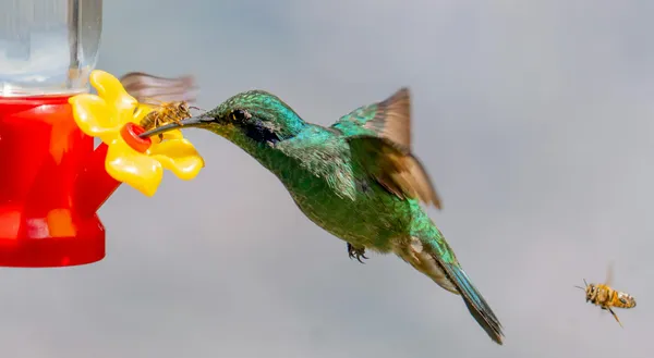 A vibrant hummingbird and bee share a feeder in mid-air, showcasing nature's harmony.