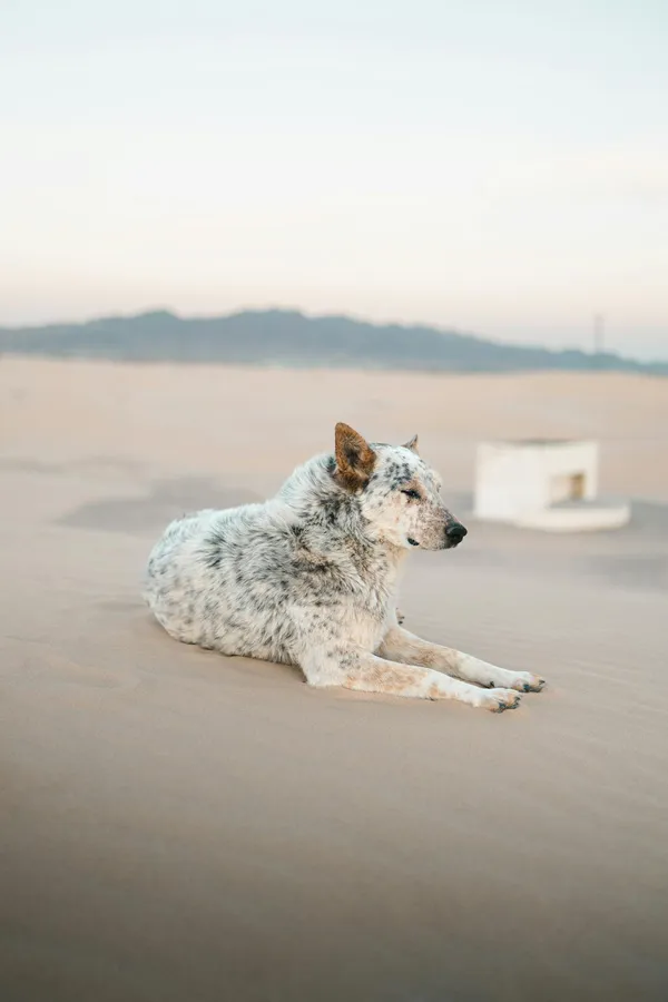 An Australian Cattle Dog resting on the sandy Samalayuca Dunes, Chihuahua, Mexico.