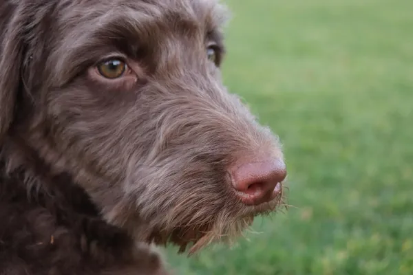Charm of Mini Aussiedoodles: A Perfect Pet Companion