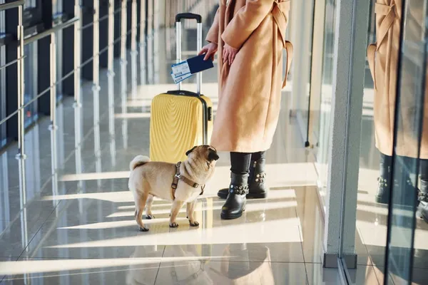 Close up view of woman that standing in the airport with tickets in hands and her little dog.