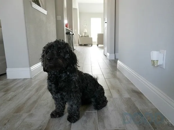 Febreze Plug High Traffic Area