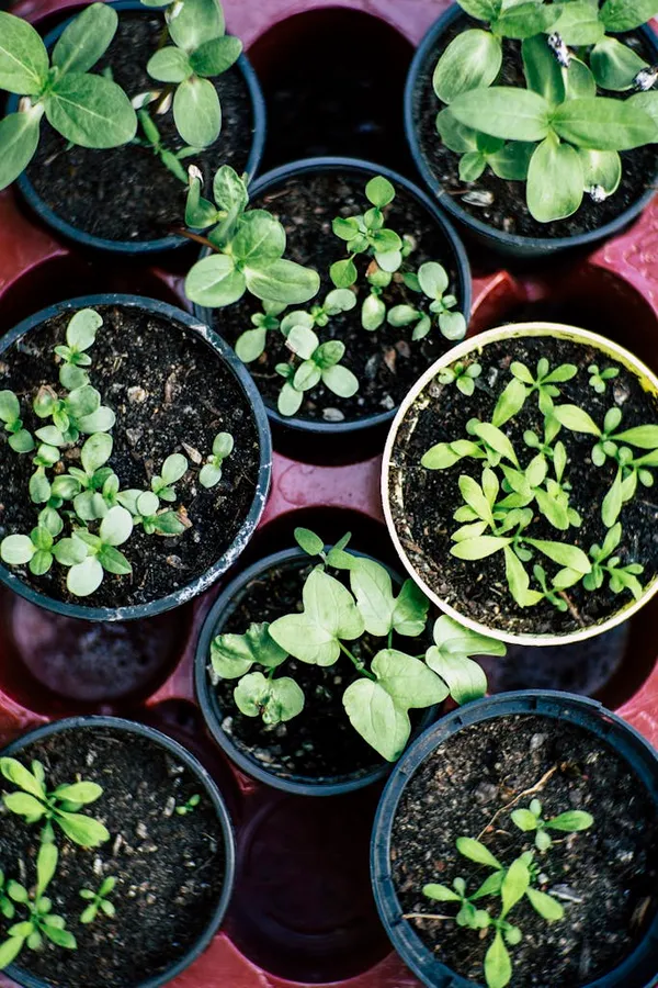 Green Plant on Brown Plastic Pot