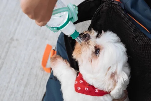 How to Keep Your Dog Hydrated