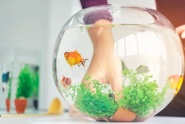 Keep Your Pet Fish Alive With These Basic Care Tips