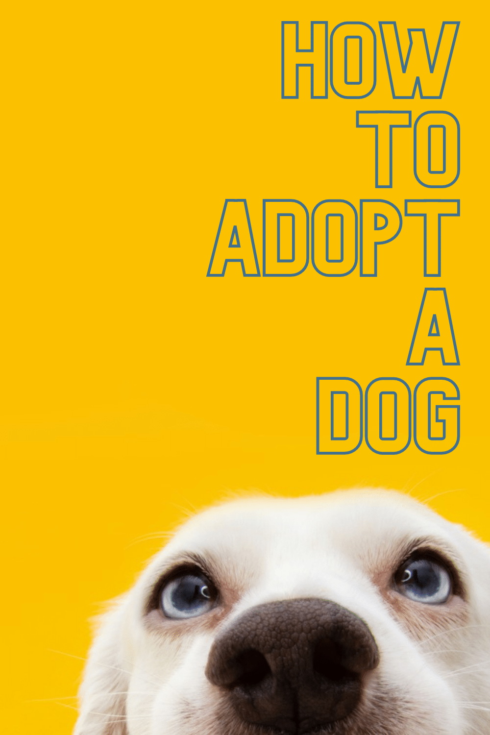 adopt a dog, Why You Should Consider Adopt a Dog, Days of a Domestic Dad