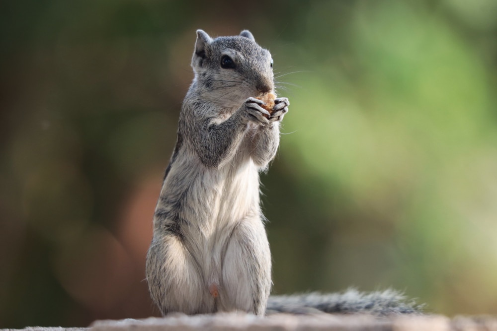 Squirrel Infestation, 7 Signs of a Squirrel Infestation, Days of a Domestic Dad