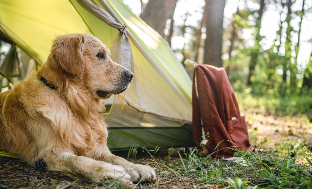 Take Your Dog Camping For The First Time
