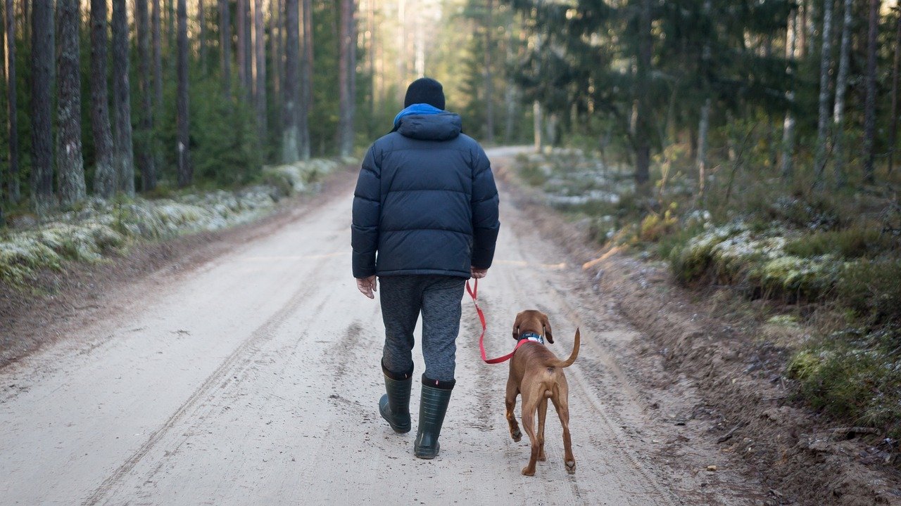 Hiking With Your Dog, Safe Hiking With Your Dog: 3 Rules to Follow, Days of a Domestic Dad