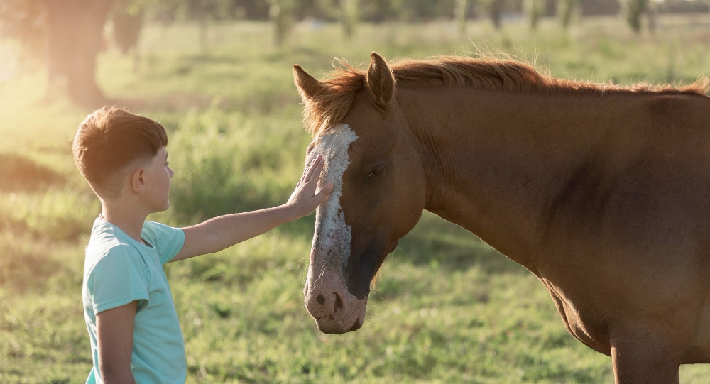 Tips To Help You Make The Right Decision When Getting A Horse For Your Children
