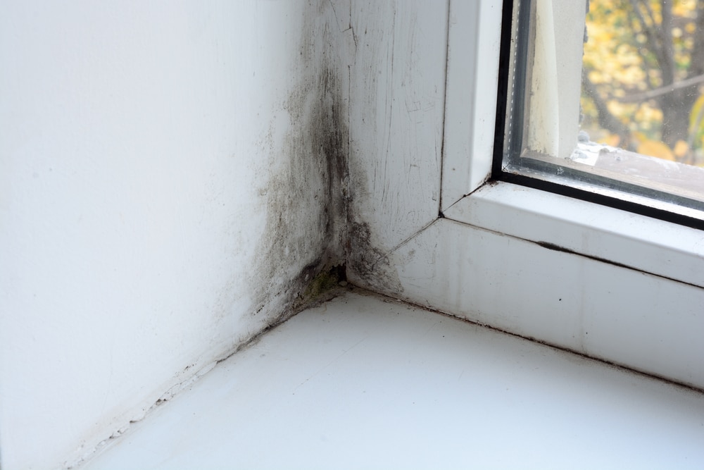 Mold Growing In Your House, Struggling With Mold Growing In Your House? Here’s What To Do, Days of a Domestic Dad