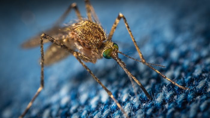 Intricate macro photo of a mosquito on a blue surface, highlighting its features.